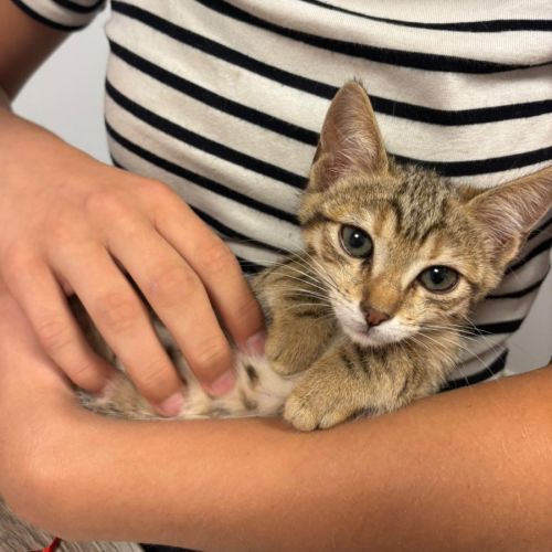 Victoria, adorable chaton à l'adoption