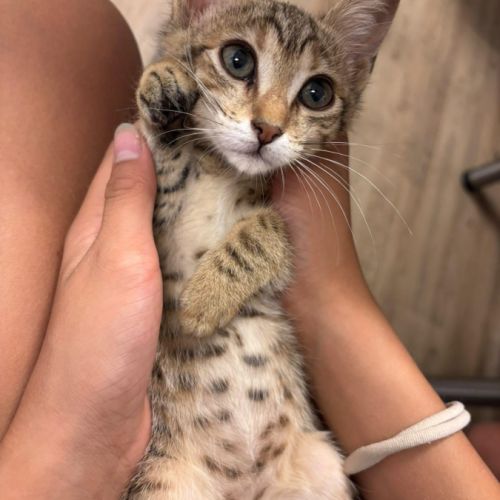Victoria, adorable chaton à l'adoption #3