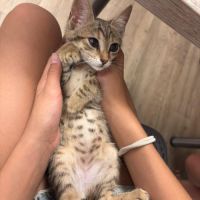Victoria, adorable chaton à l'adoption #1