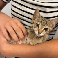Victoria, adorable chaton à l'adoption