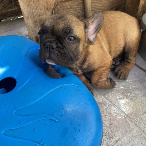 Bébé bouledogue francais #2