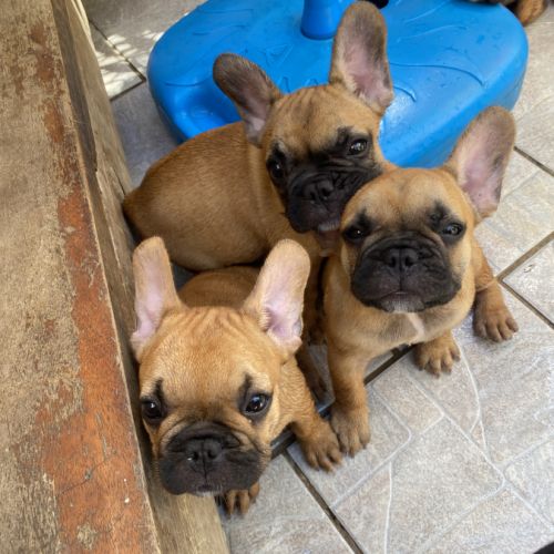 Bébé bouledogue francais #3