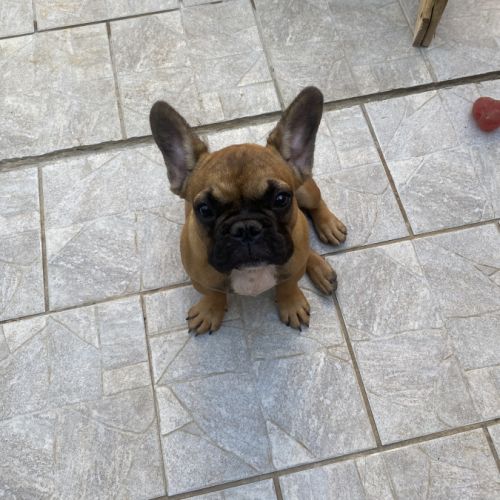 Bébé bouledogue francais