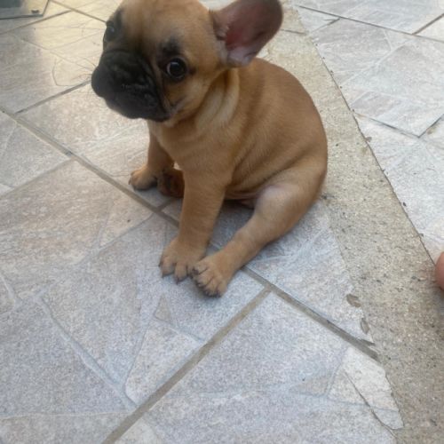 Bébé bouledogue francais #4