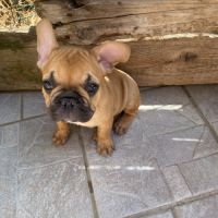 Bébé bouledogue francais