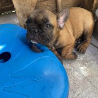 Bébé bouledogue francais #2