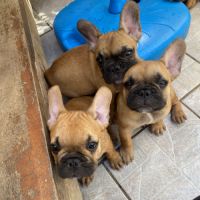 Bébé bouledogue francais #3