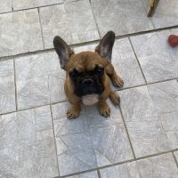Bébé bouledogue francais