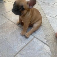 Bébé bouledogue francais #4