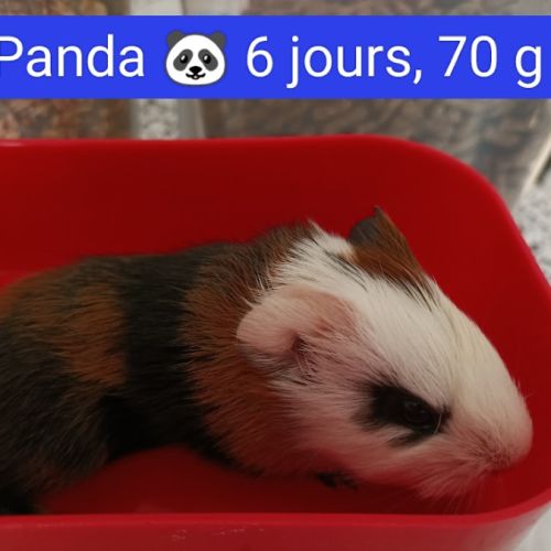 Cochons d inde bb #2