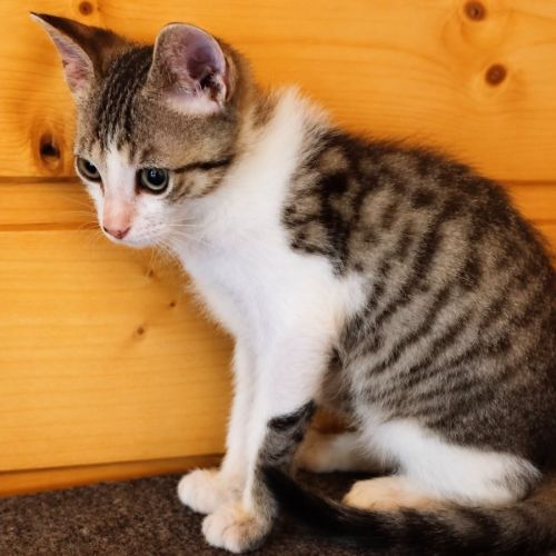 Chaton calin #2