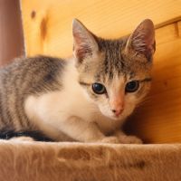 Chaton calin #0