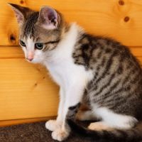 Chaton calin #2