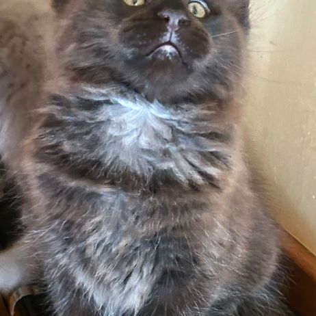 Bébés maine coon a réserver bretagne #1