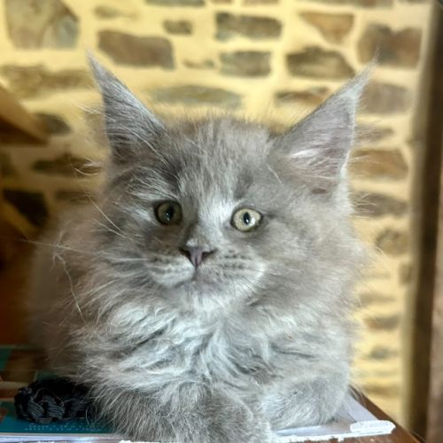 Bébés maine coon a réserver bretagne #2