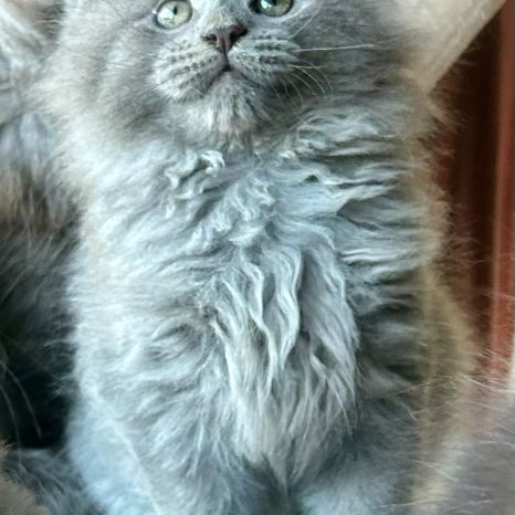 Bébés maine coon a réserver bretagne #4
