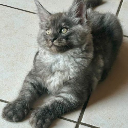 Bébés maine coon a réserver bretagne #5