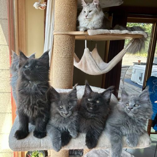 Bébés maine coon a réserver bretagne #6