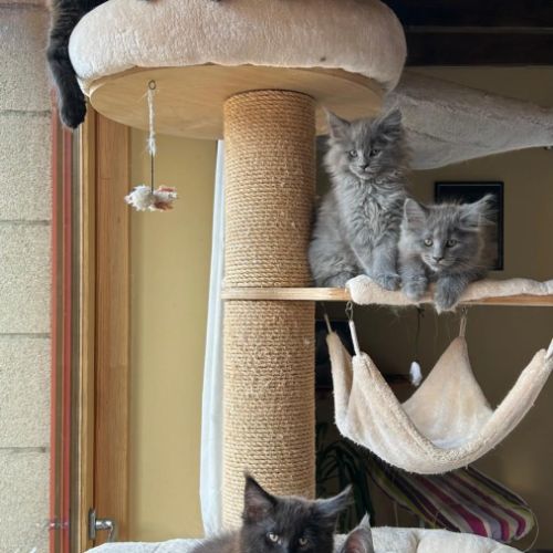 Bébés maine coon a réserver bretagne #7