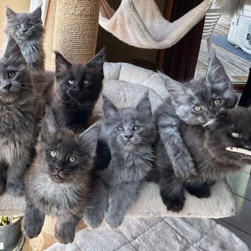 Bébés maine coon a réserver bretagne #8