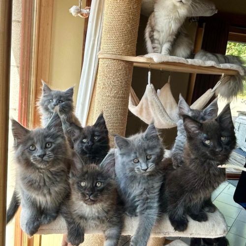 Bébés maine coon a réserver bretagne #9
