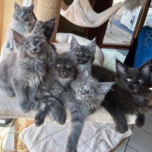 Bébés maine coon a réserver bretagne