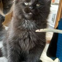 Bébés maine coon a réserver bretagne #3