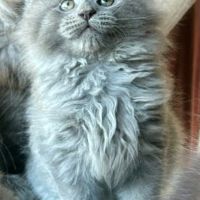Bébés maine coon a réserver bretagne #4