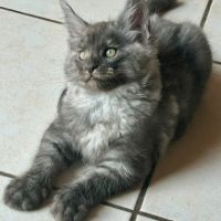 Bébés maine coon a réserver bretagne #5