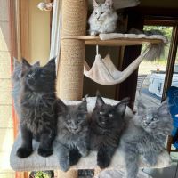 Bébés maine coon a réserver bretagne #6