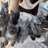 Bébés maine coon a réserver bretagne #8