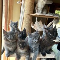 Bébés maine coon a réserver bretagne #9