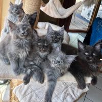 Bébés maine coon a réserver bretagne #0