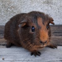 Bébé cochon d'inde femelle