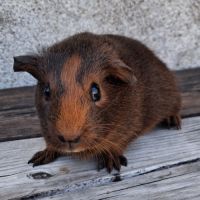 Bébé cochon d'inde femelle #2