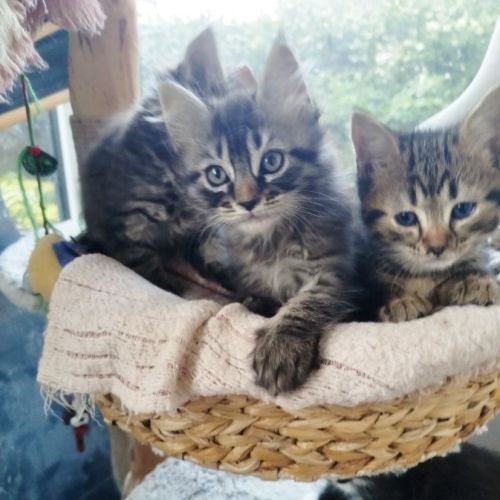 Chaton maine coon/européen