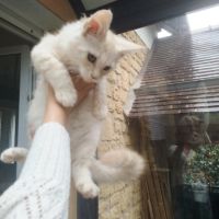 Chaton maine coon