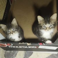 Chaton maine coon/européen #1