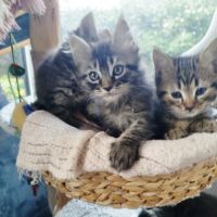 Chaton maine coon/européen