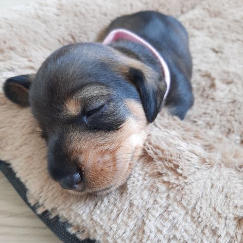 Chiot femelle teckel à poil dur nain lof (rose) #0