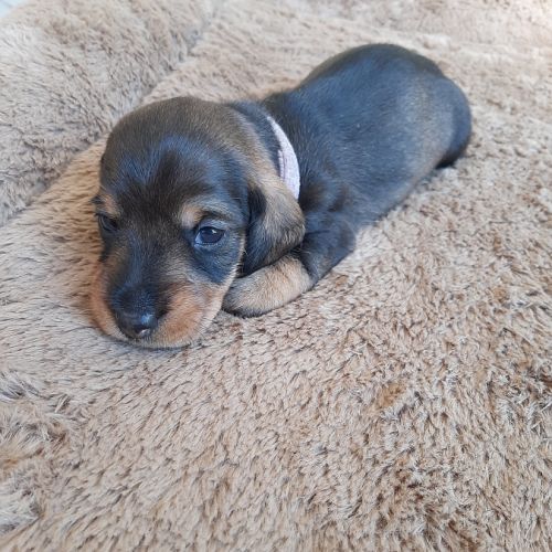 Chiot femelle teckel à poil dur nain lof (rose) #3