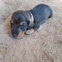 Chiot femelle teckel à poil dur nain lof (rose) #2
