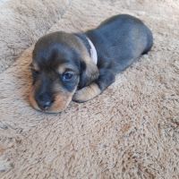 Chiot femelle teckel à poil dur nain lof (rose) #3