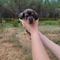 Chiot femelle teckel à poil dur nain lof (rose)