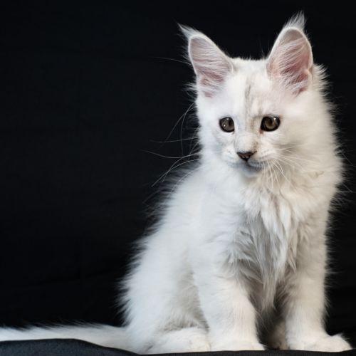 Booth - male bleu silver shaded #4