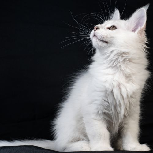 Booth - male bleu silver shaded #5