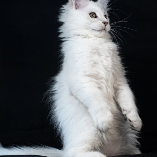Booth - male bleu silver shaded #8