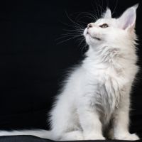 Booth - male bleu silver shaded #5
