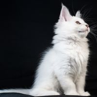 Booth - male bleu silver shaded #7