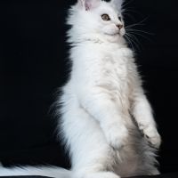Booth - male bleu silver shaded #8